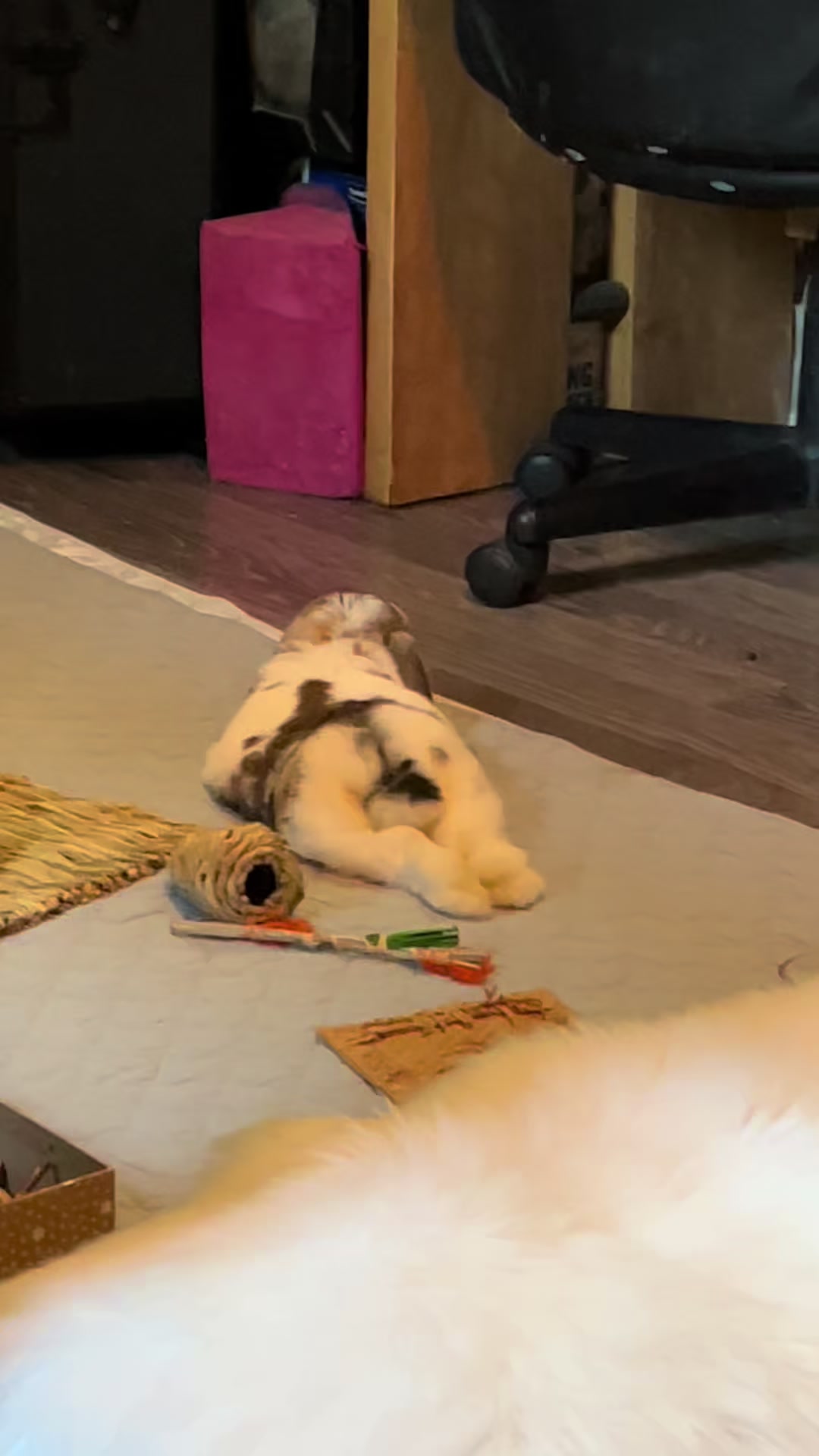 @Mrdivaandgizmoandfriends