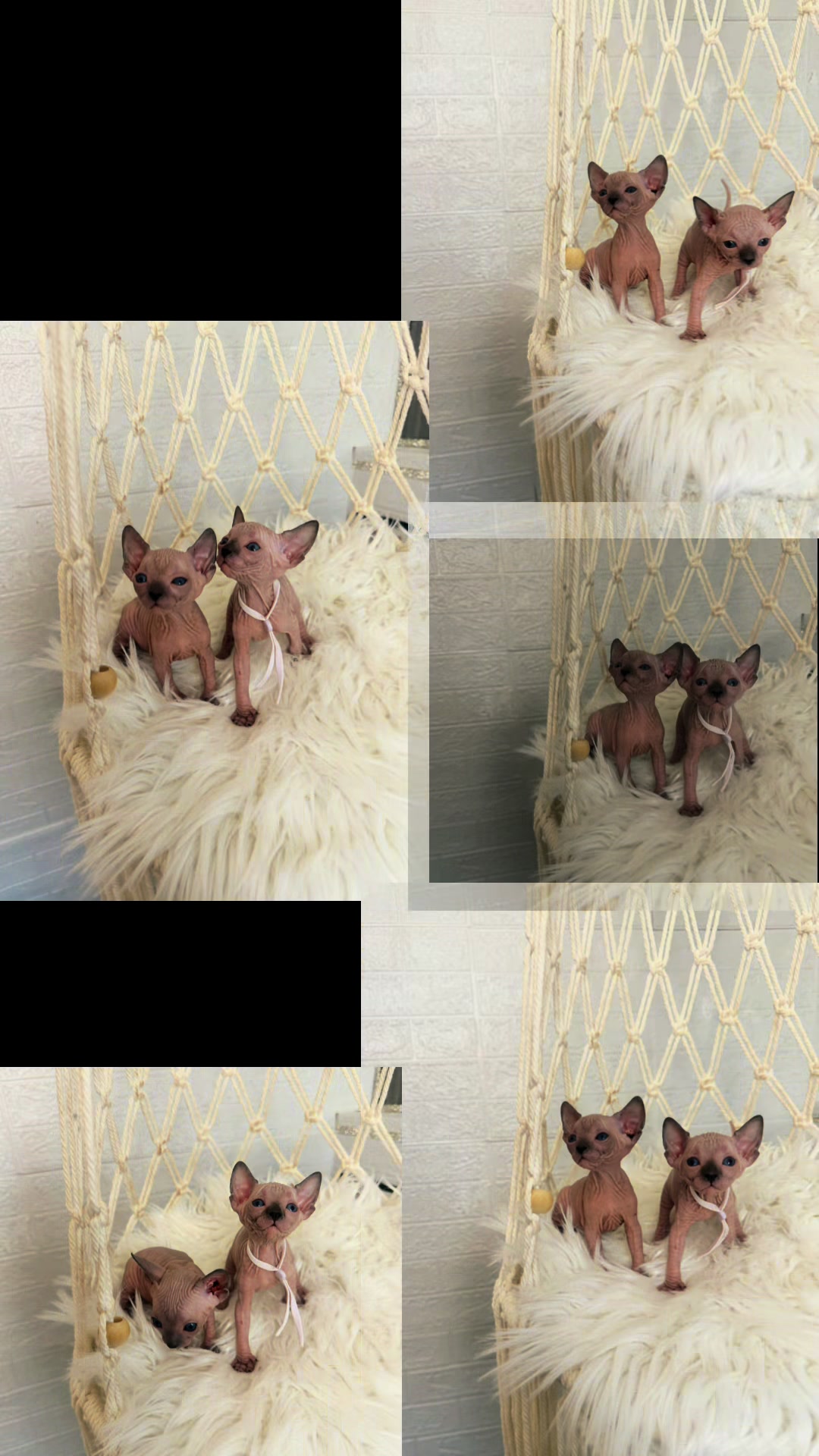 @Diana Ciortan Sphynx Romania