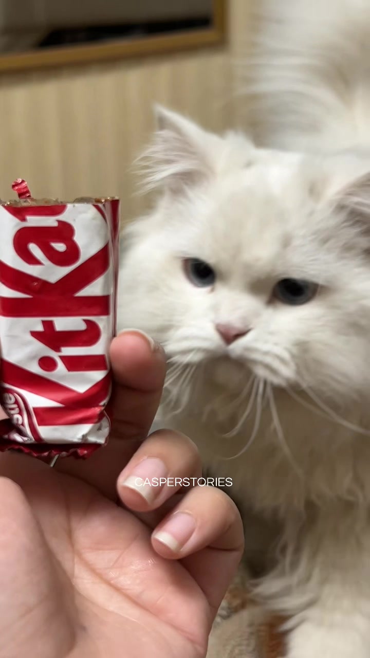@𝑪𝒂𝒔𝒑𝒆𝒓 & 𝑴𝒊𝒏𝒏𝒊𝒆 🐾