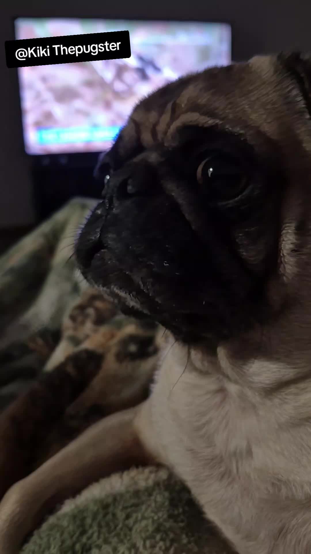 @Kiki&Cupid Thepugster