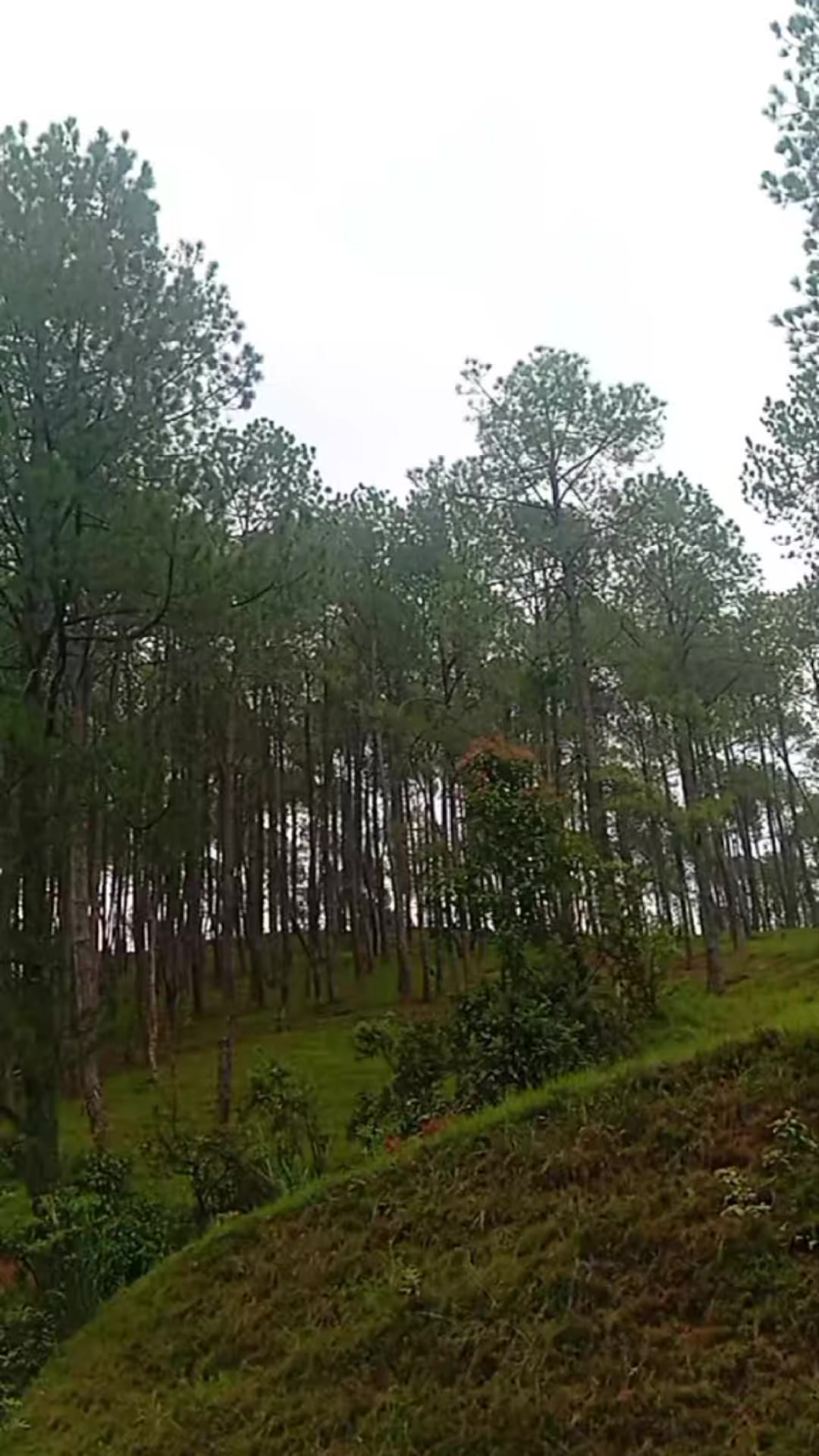 @डल्ली दिपा