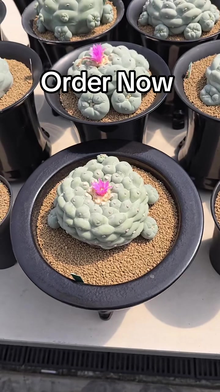 @Forest Lake Gardens