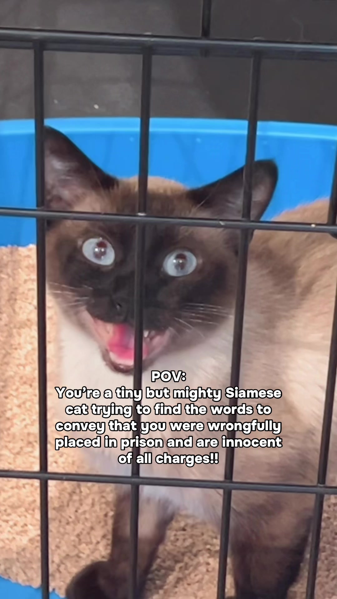 @Catfe