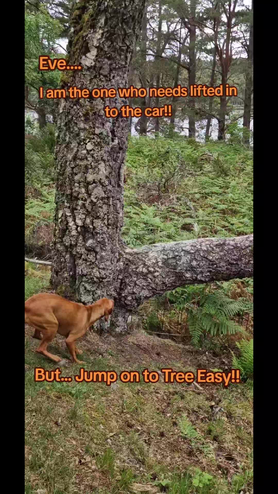 @WS