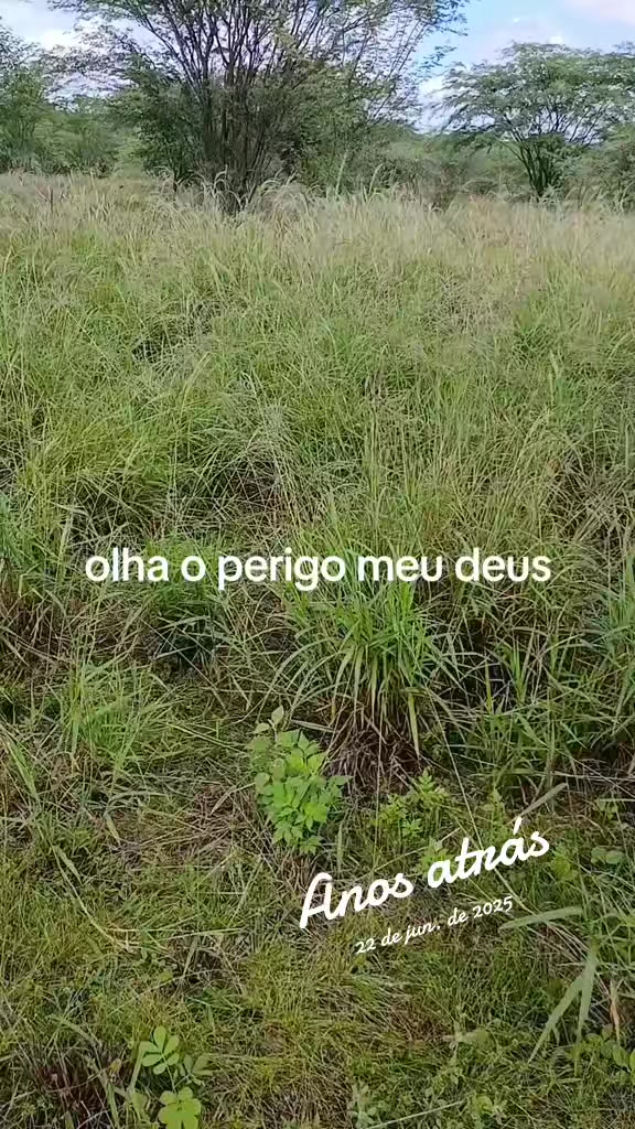 @Zé de peitica do gado