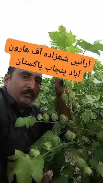 @ARAIN SHEHZADA 440