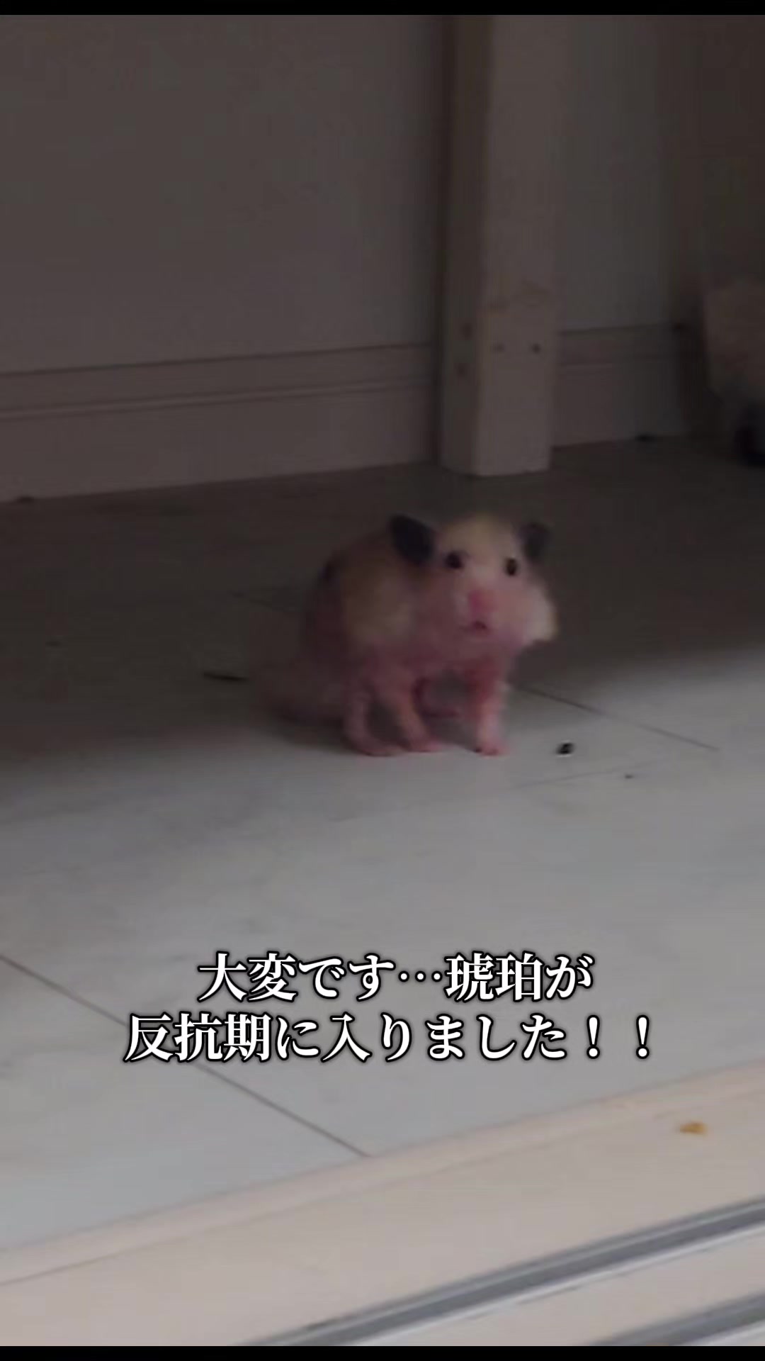 @ジン