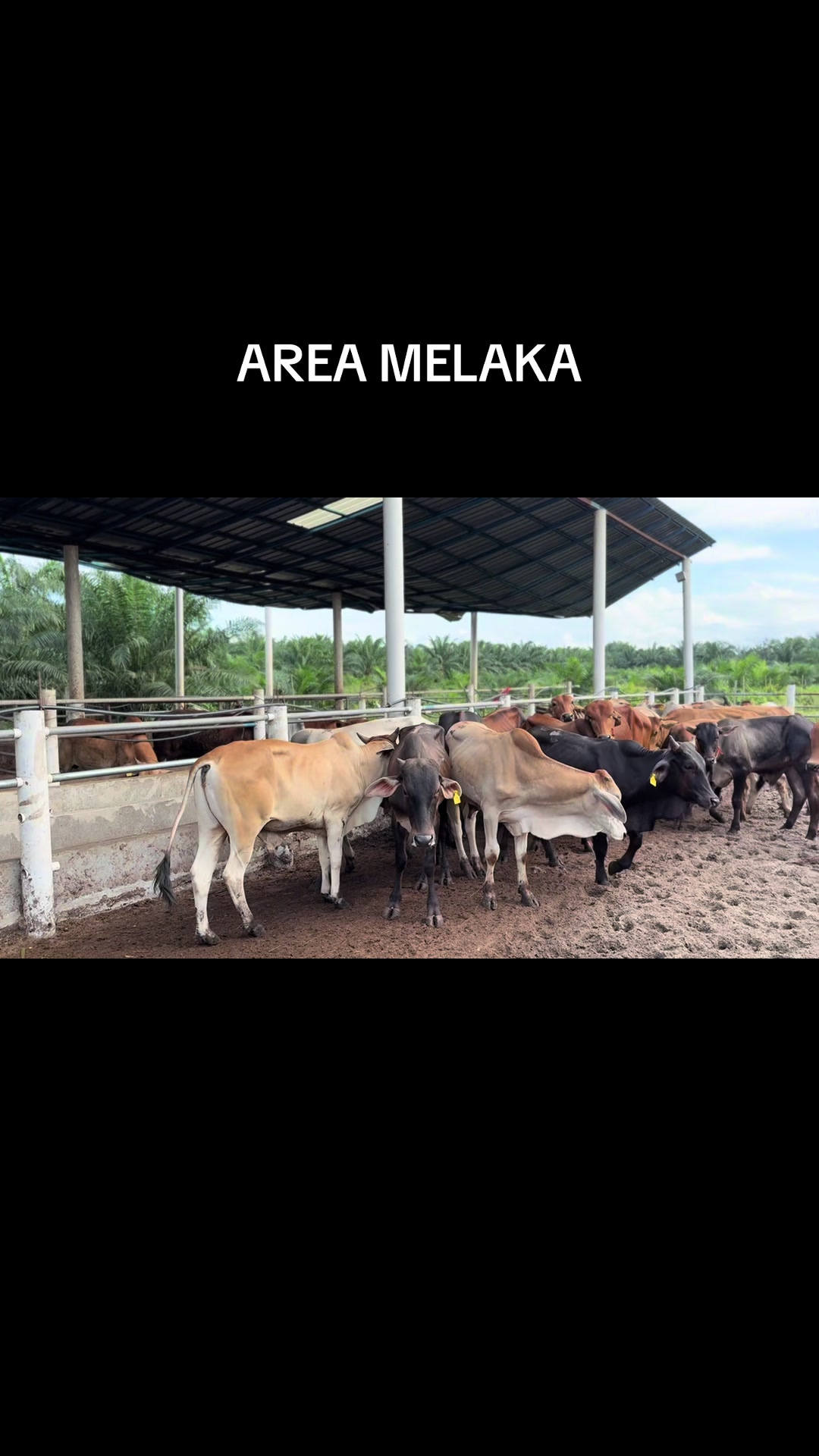 @Muhammad Ikmal Hakim