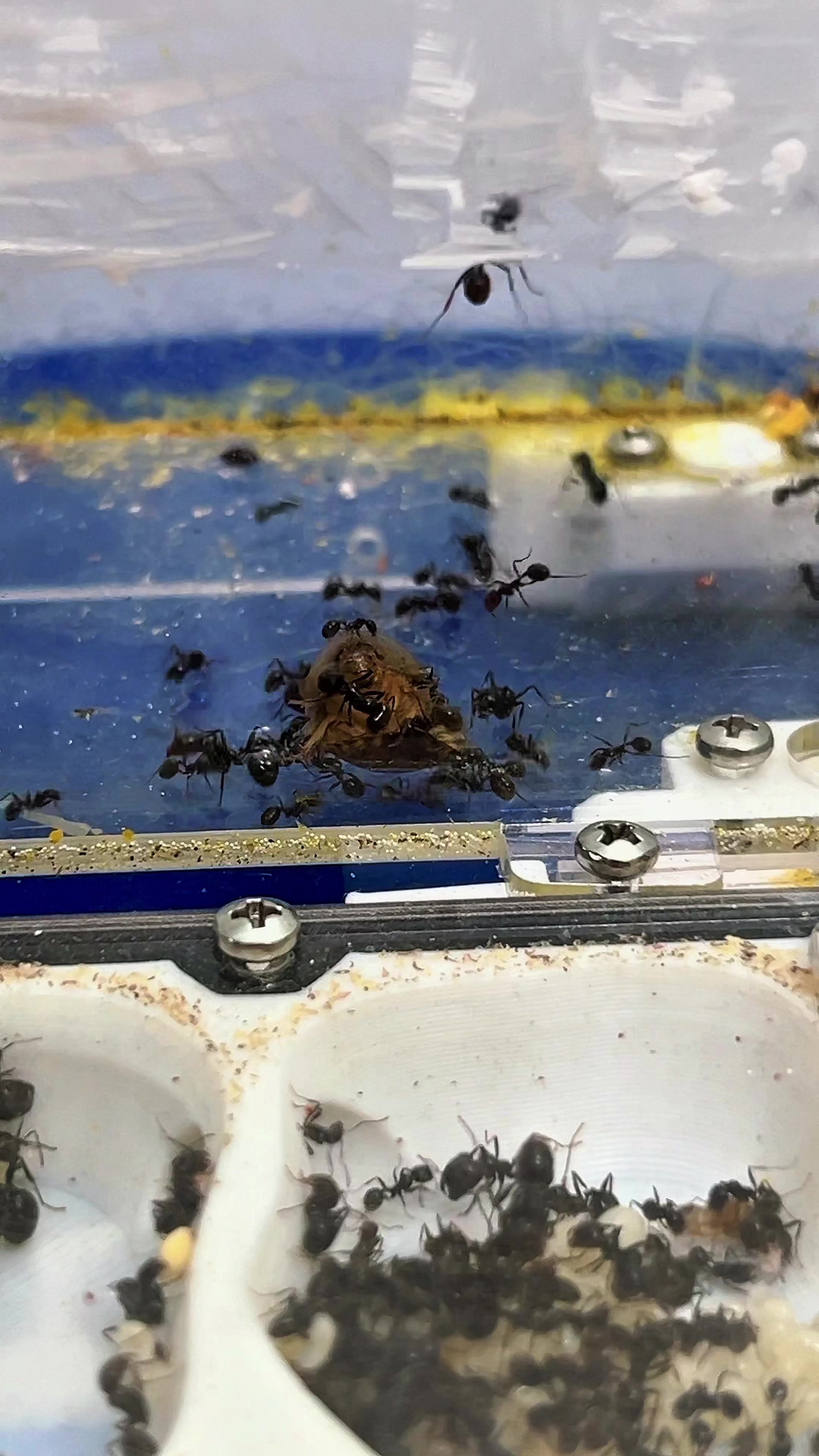 @Henry Th&iacute;ch Nu&ocirc;i Kiến 🐜