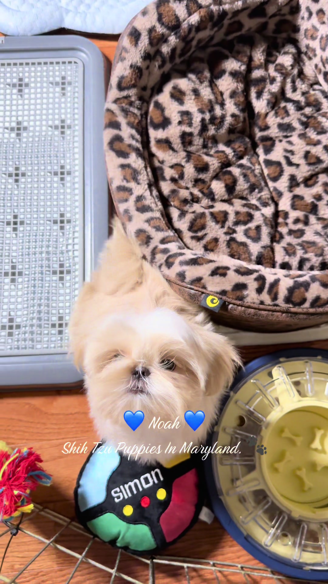 @Shih Tzu Puppies in Maryland