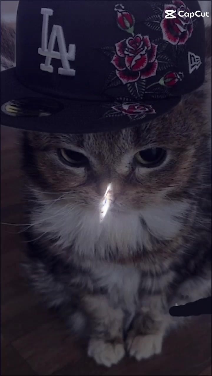 @cat _lover's