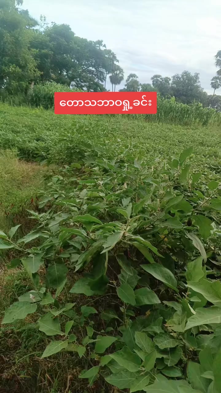 @Ma Myint KM Distribution