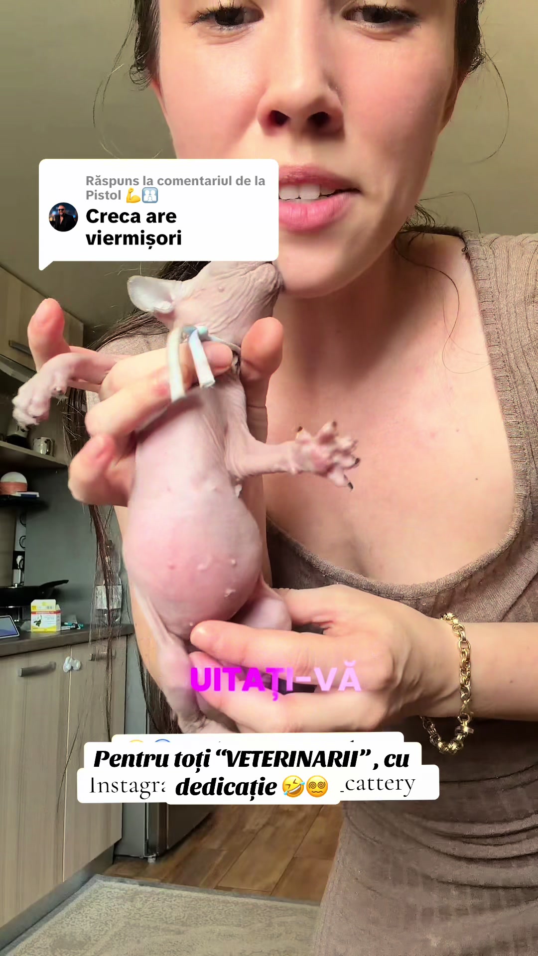 @Diana Ciortan Sphynx Romania