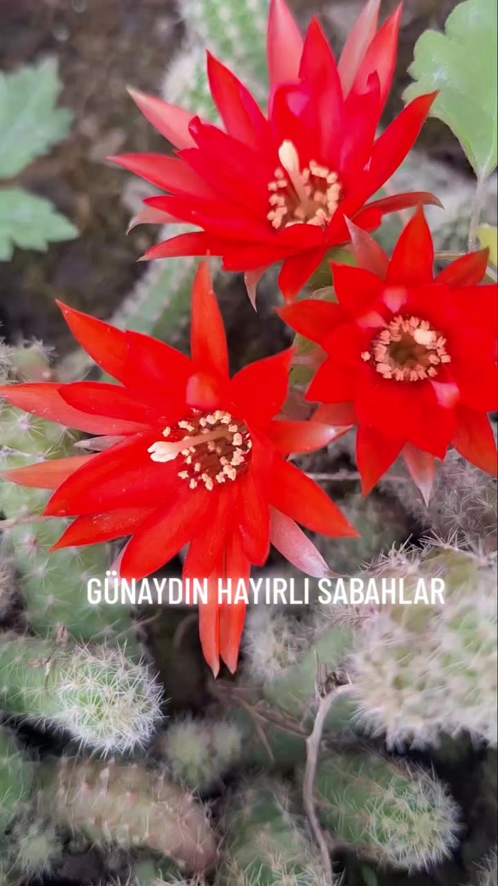 @Hasan Yılmaz