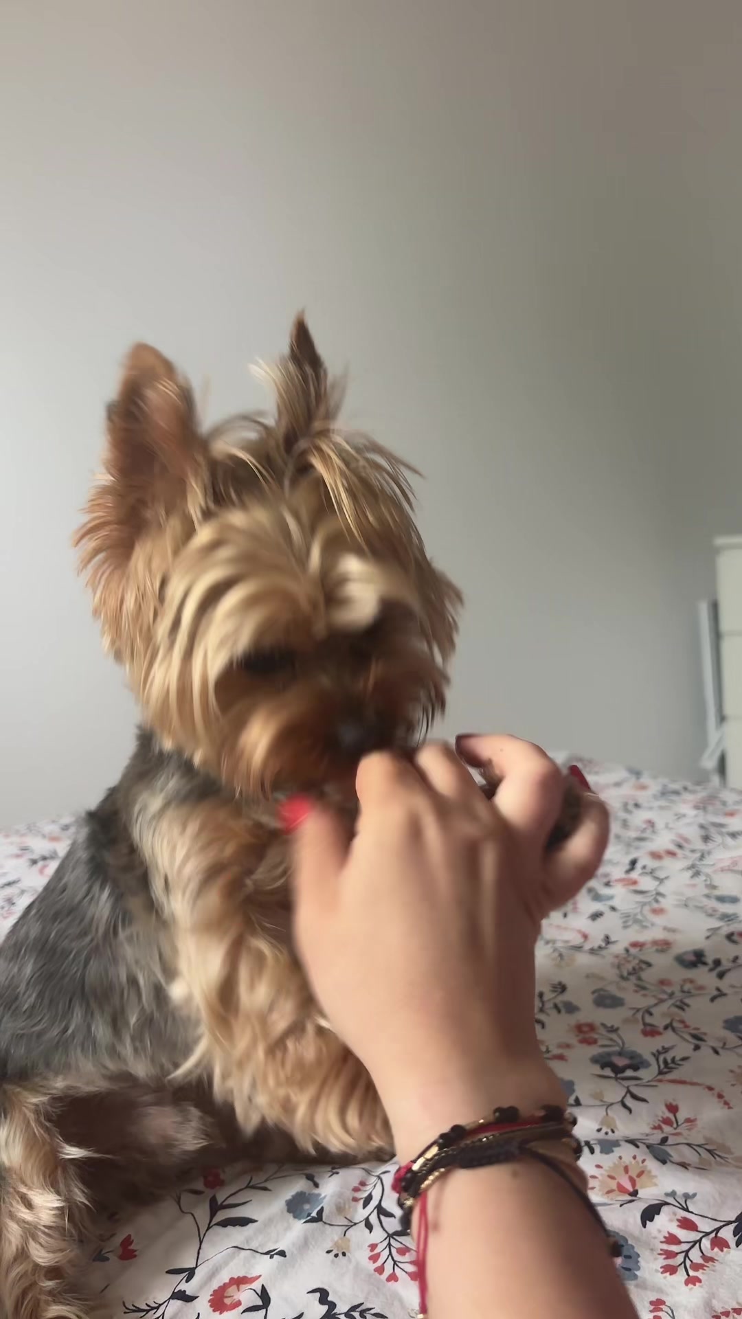 @Yoshi 🐾💙
