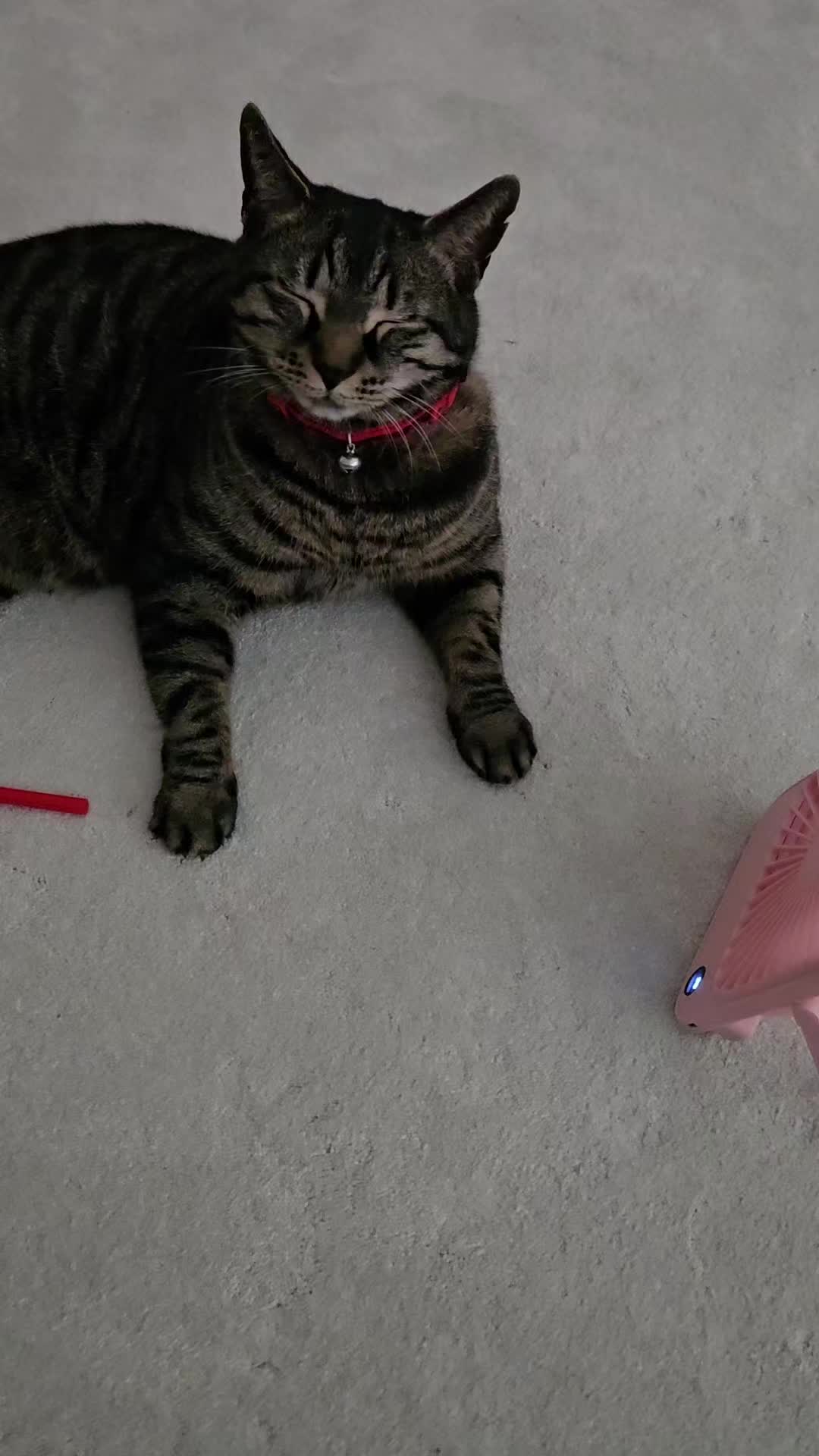 @CatmanScoop