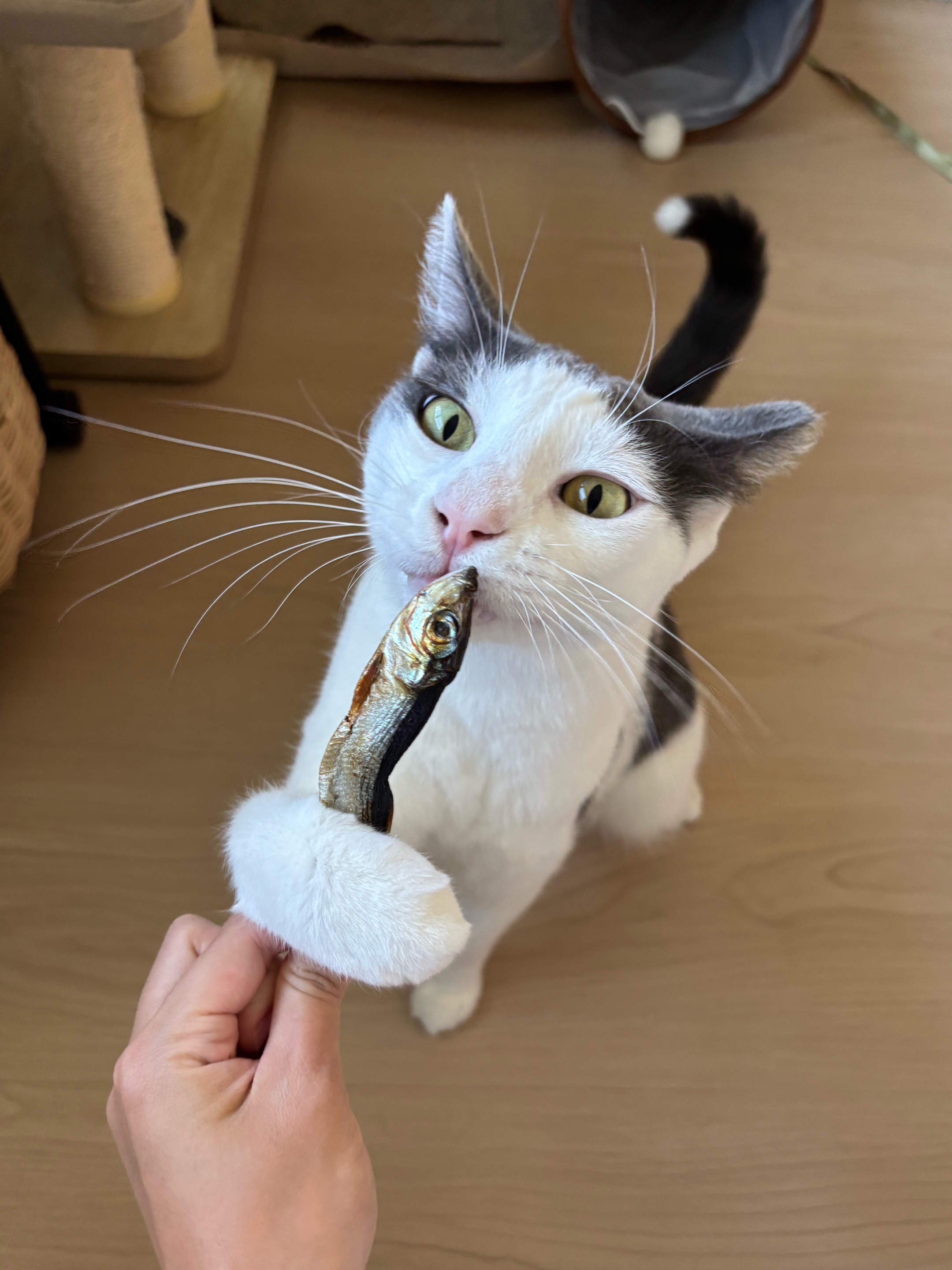 @Mimi Wawa Meow