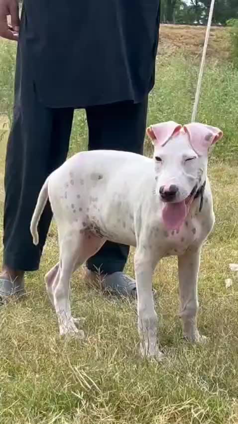 @Peshwar Dogs Center