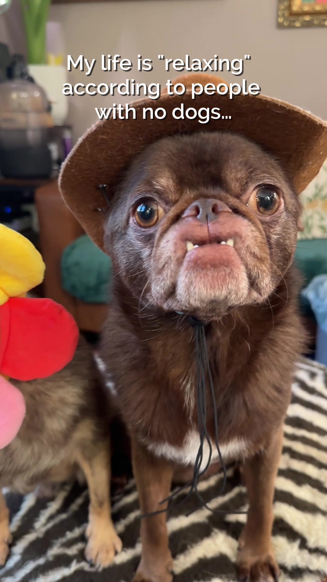 @ChilliThePug