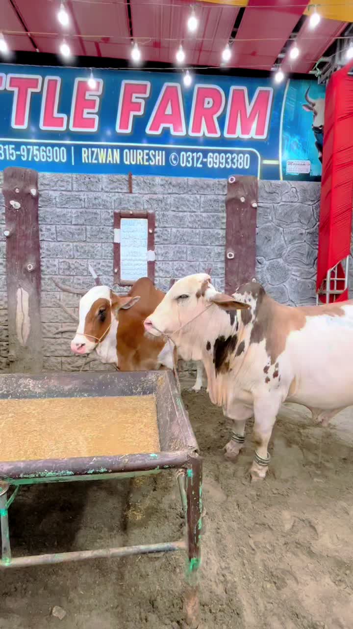 @Shah Goat Farm