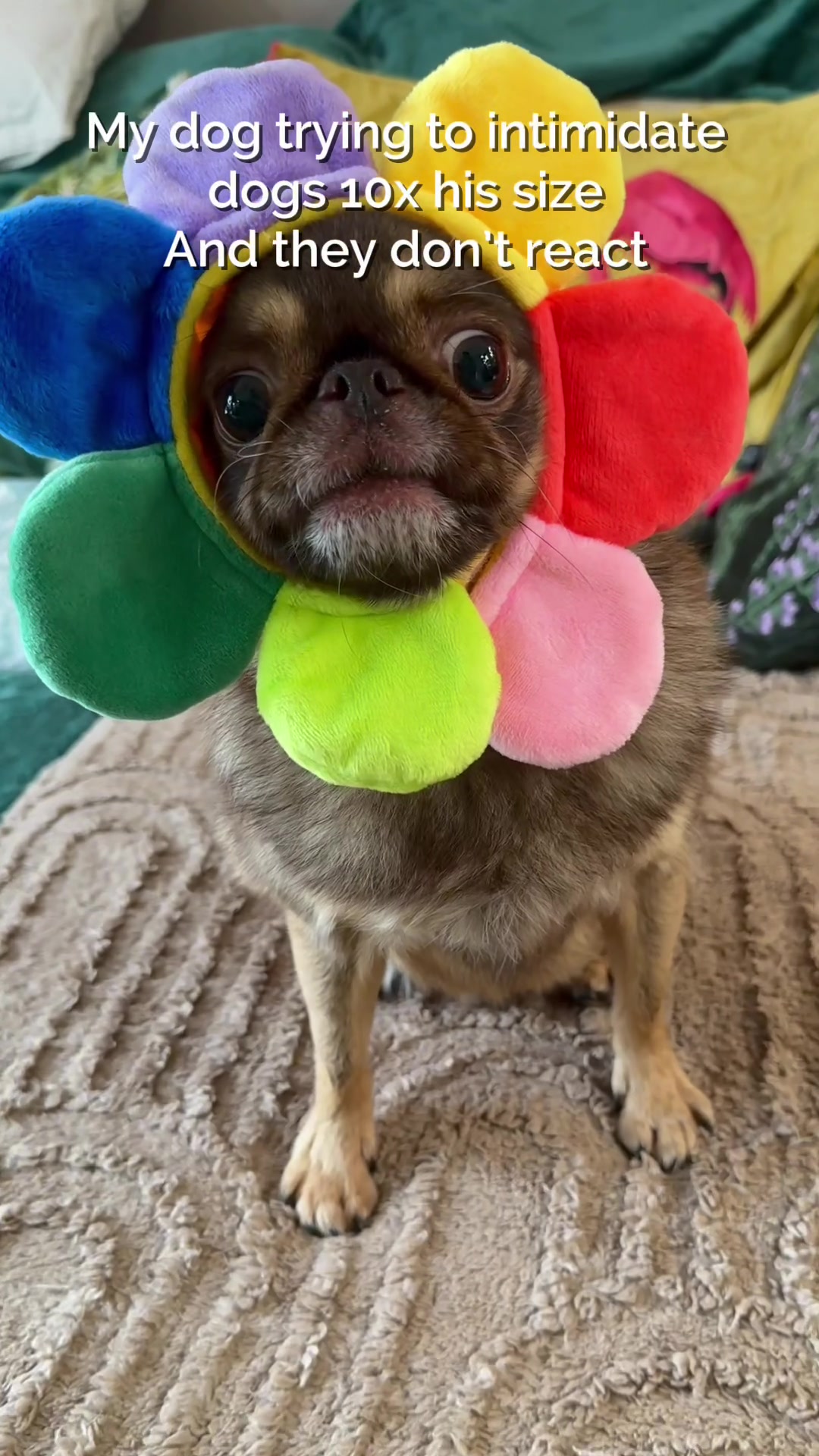 @ChilliThePug