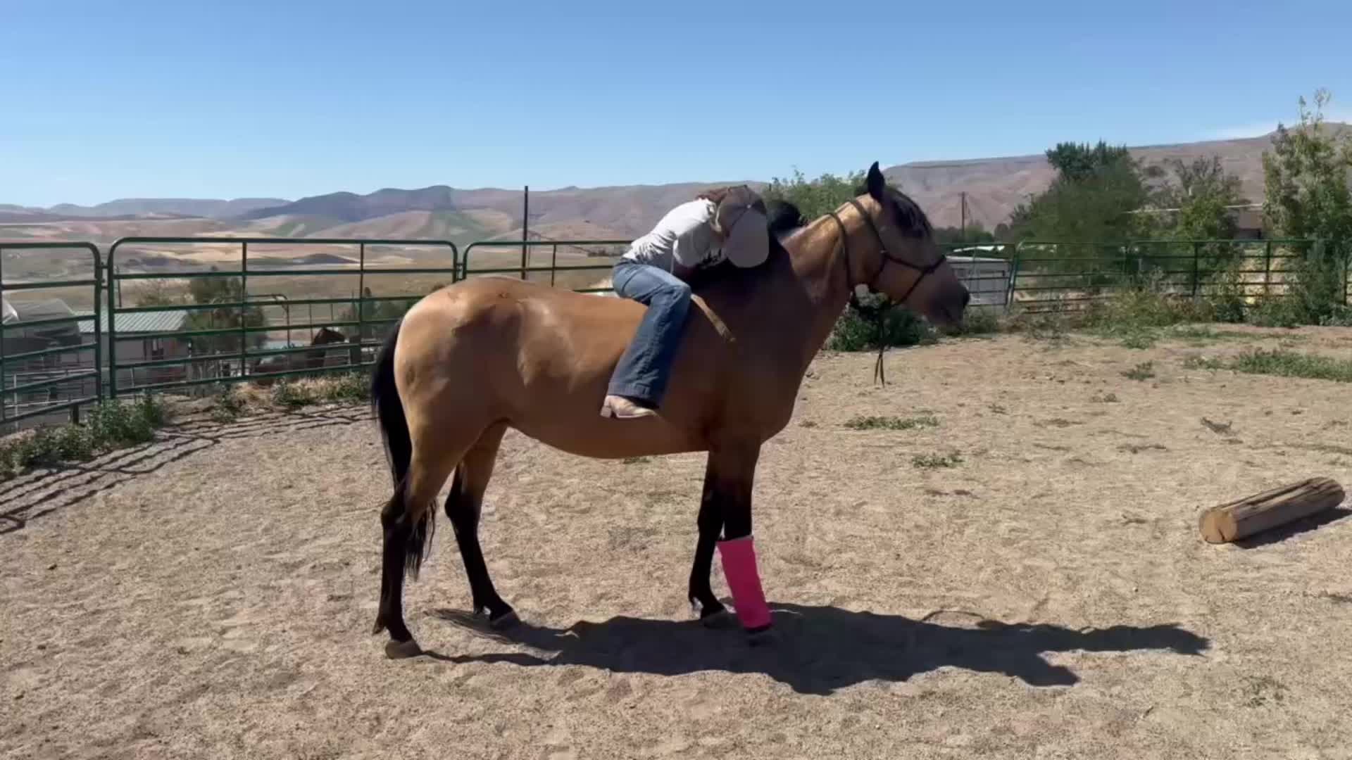 @Cowgirl Tuff Colt Training ❤️