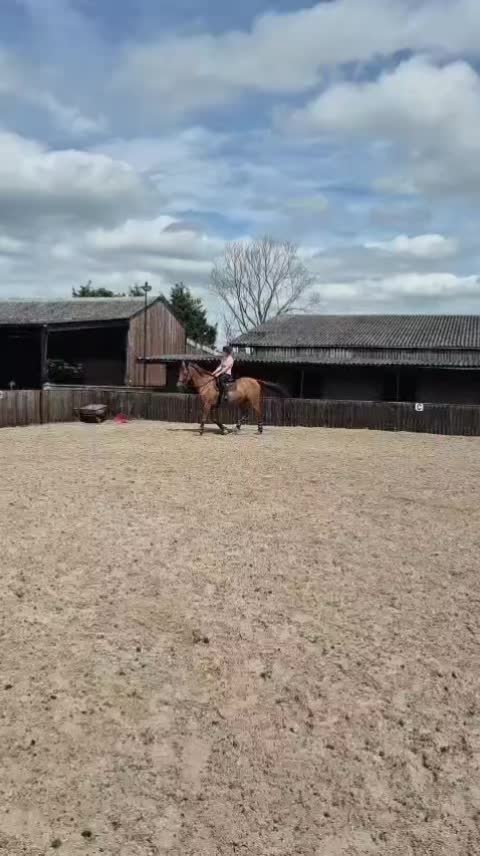 @Ella_L_horses>>>>