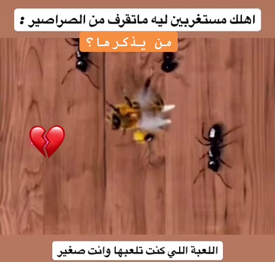 @فيصل الحربي📸📲.