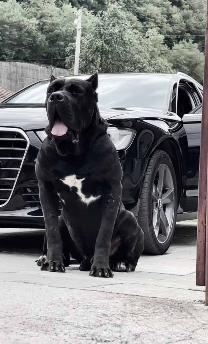 @CANE CORSO CLUB