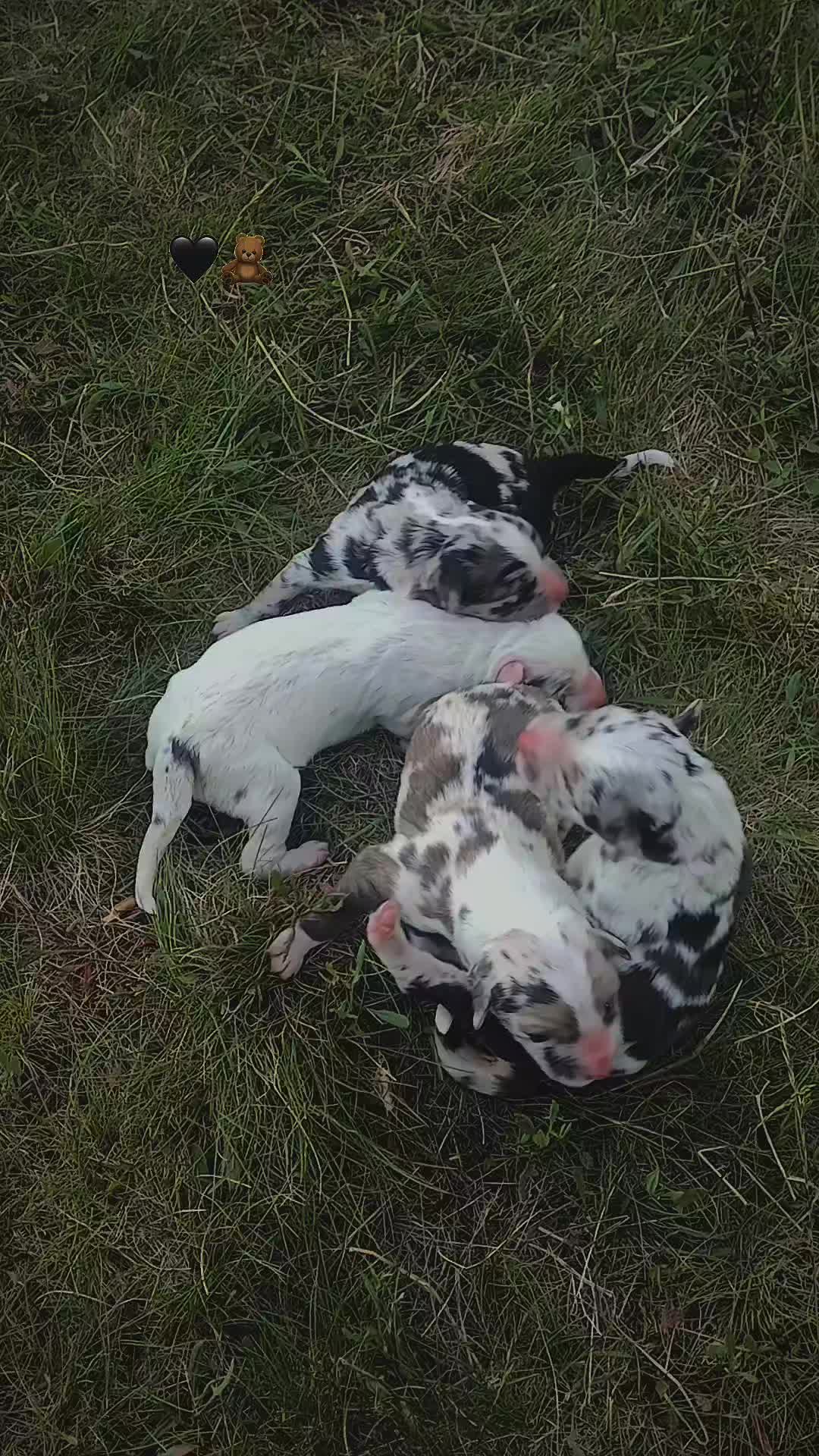 @Jidanu 🌲🐕🐑🌲❤️