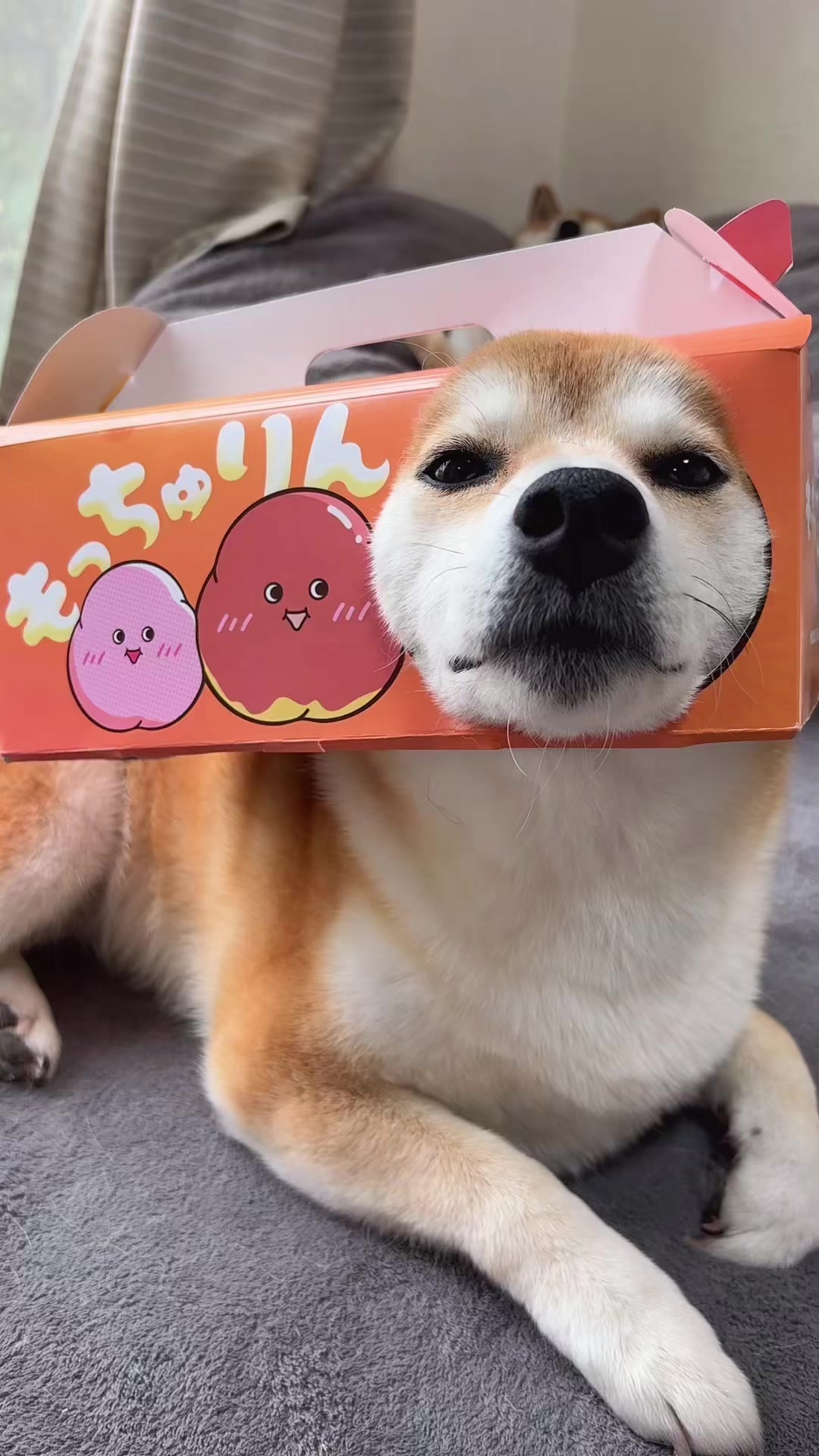 @ムックパパ🔶🐾