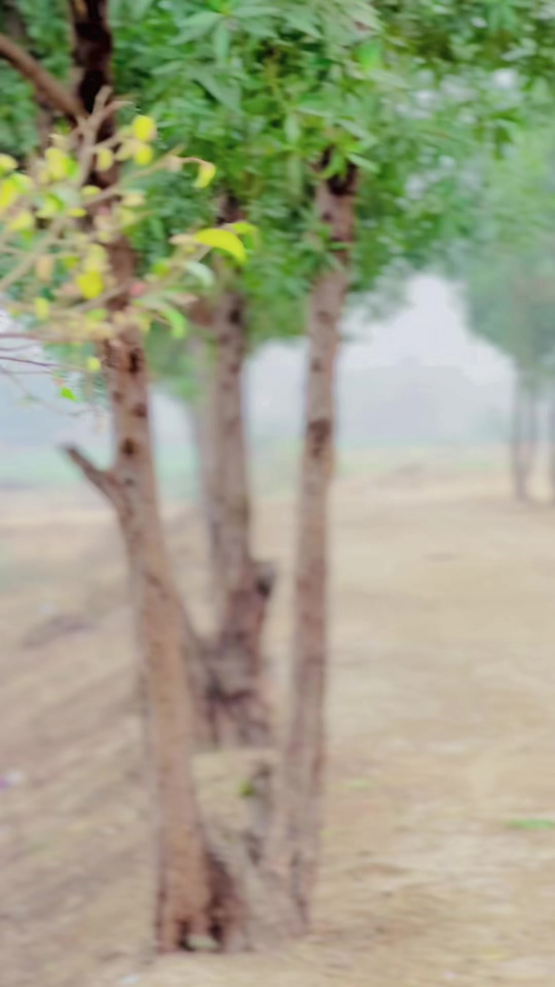 @𝙏 𝘼 𝙇 𝙃 𝙐🚩