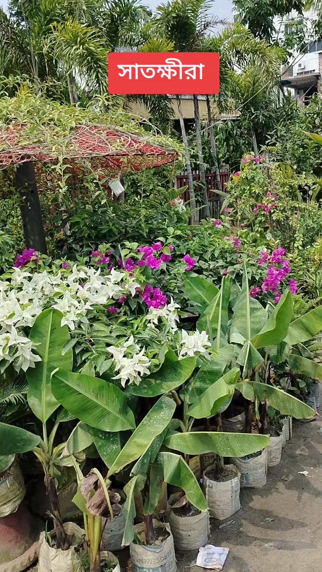 @সুকনা মরিচ🌶️🌶️🌶️