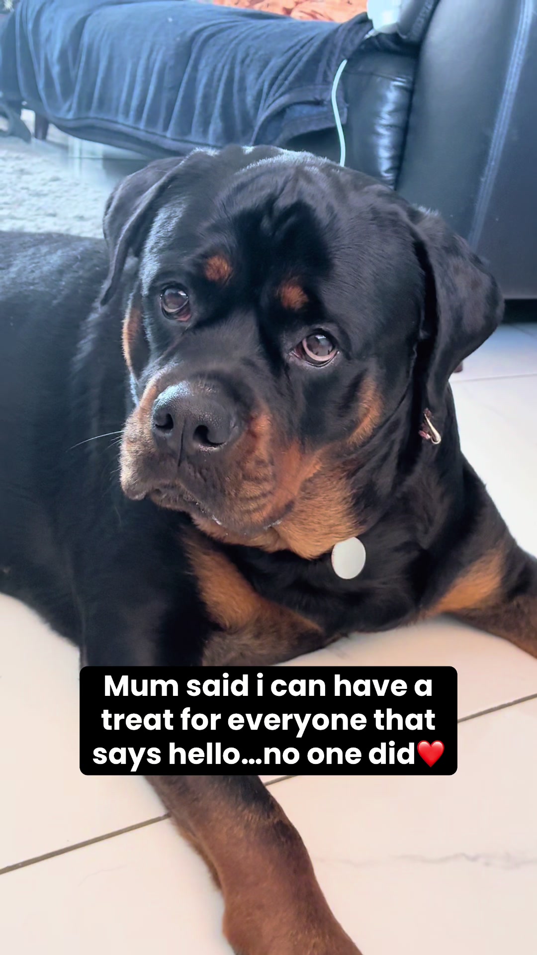 @❤️Rottiexena❤️Rottweiler Dog