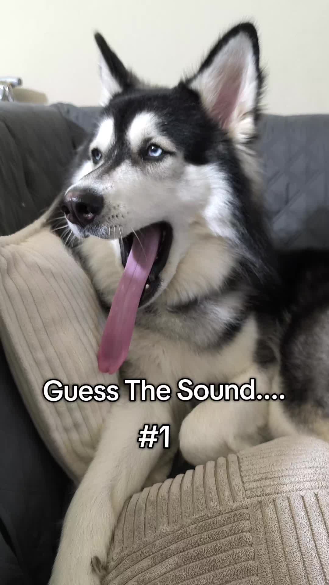 @cythehusky