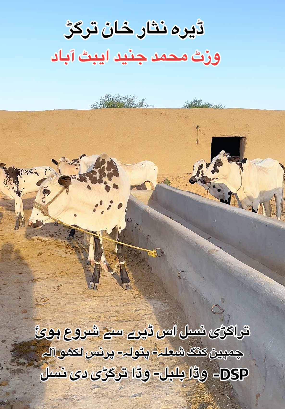 @محمد جنید (ایبٹ آباد)