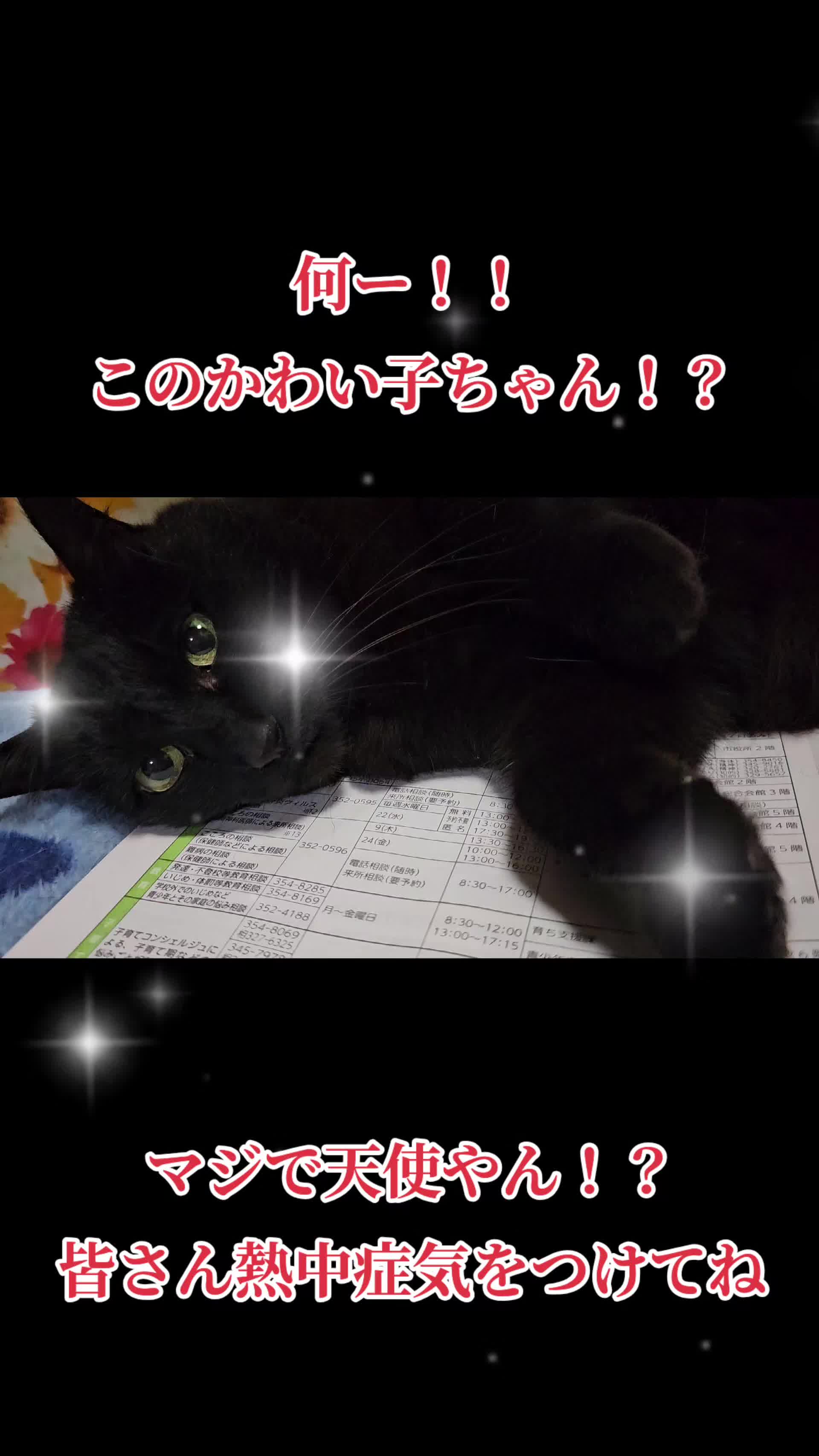 @黒猫の凱旋➿️