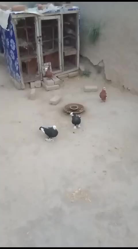 @Mahar Rashid Hamjana