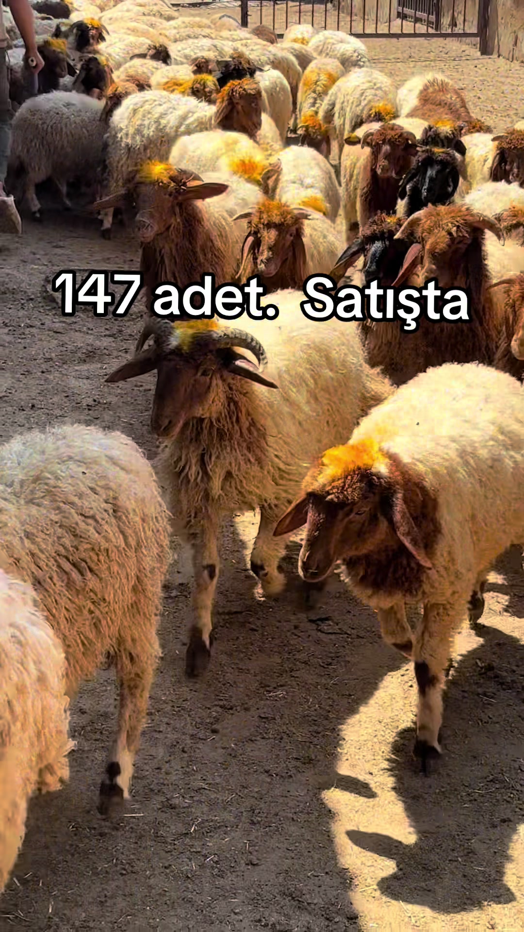 @Ahmet S&ouml;nmez