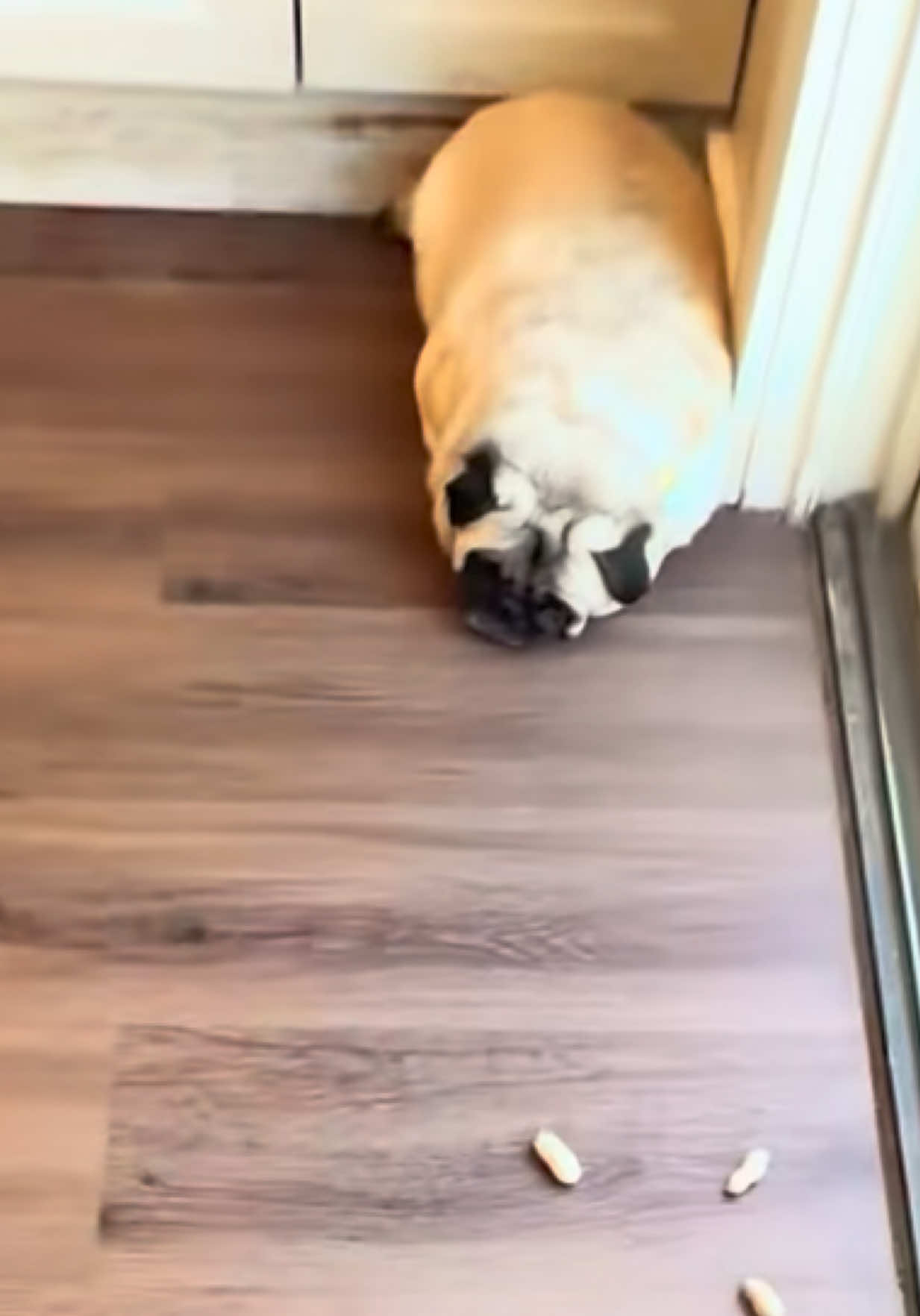 @PEARL - Quadruple-Amputee Pug