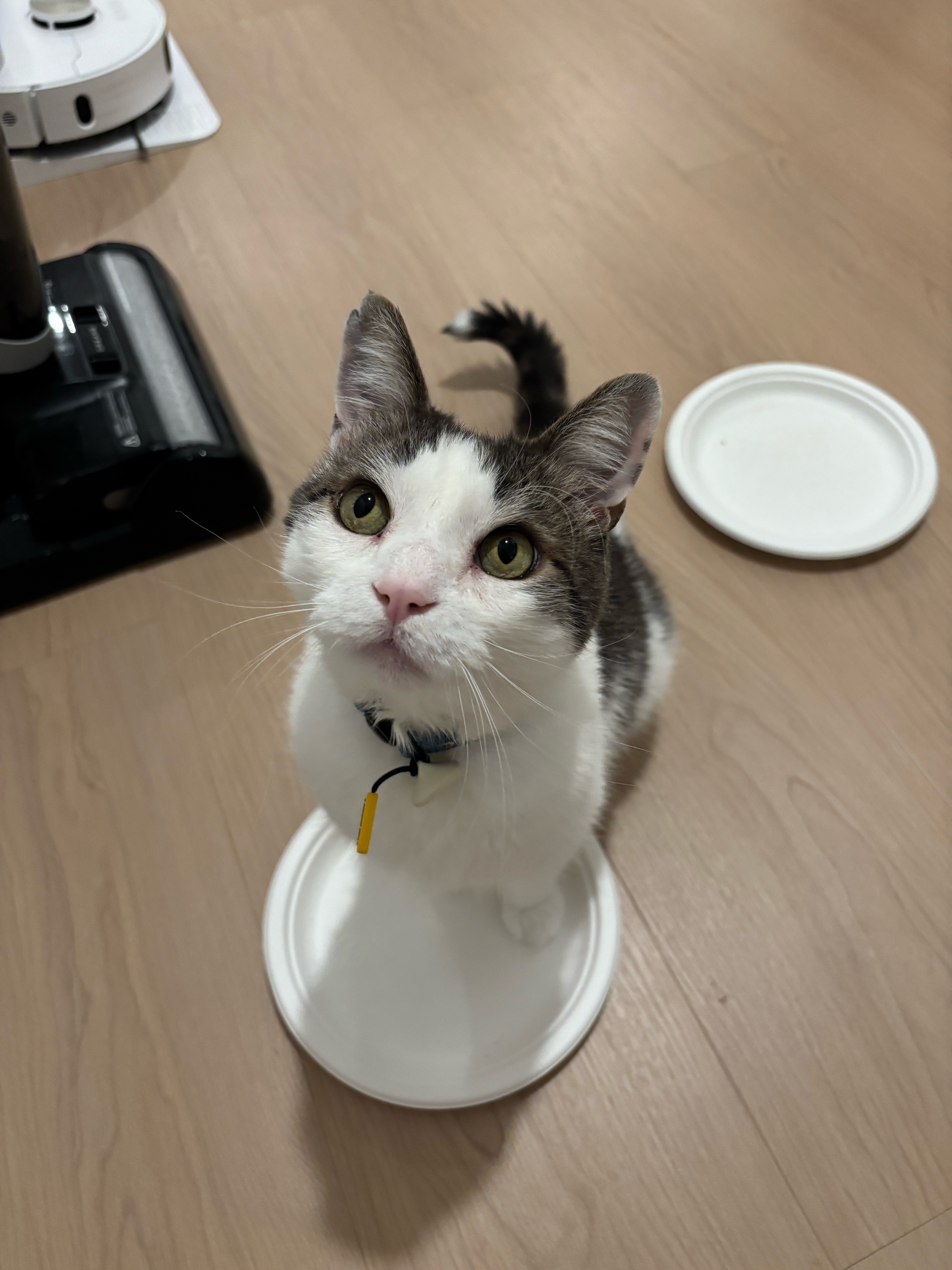 @Mimi Wawa Meow