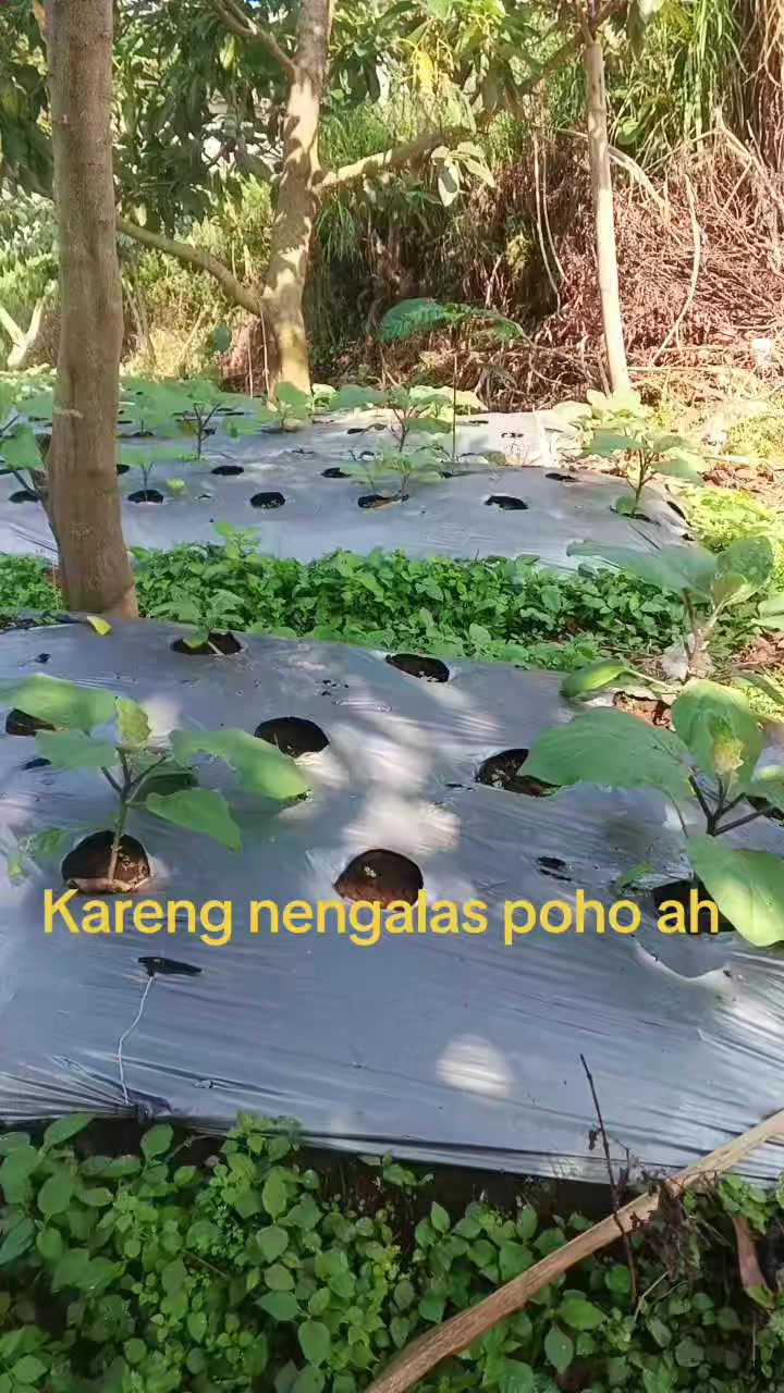 @cah nggunong