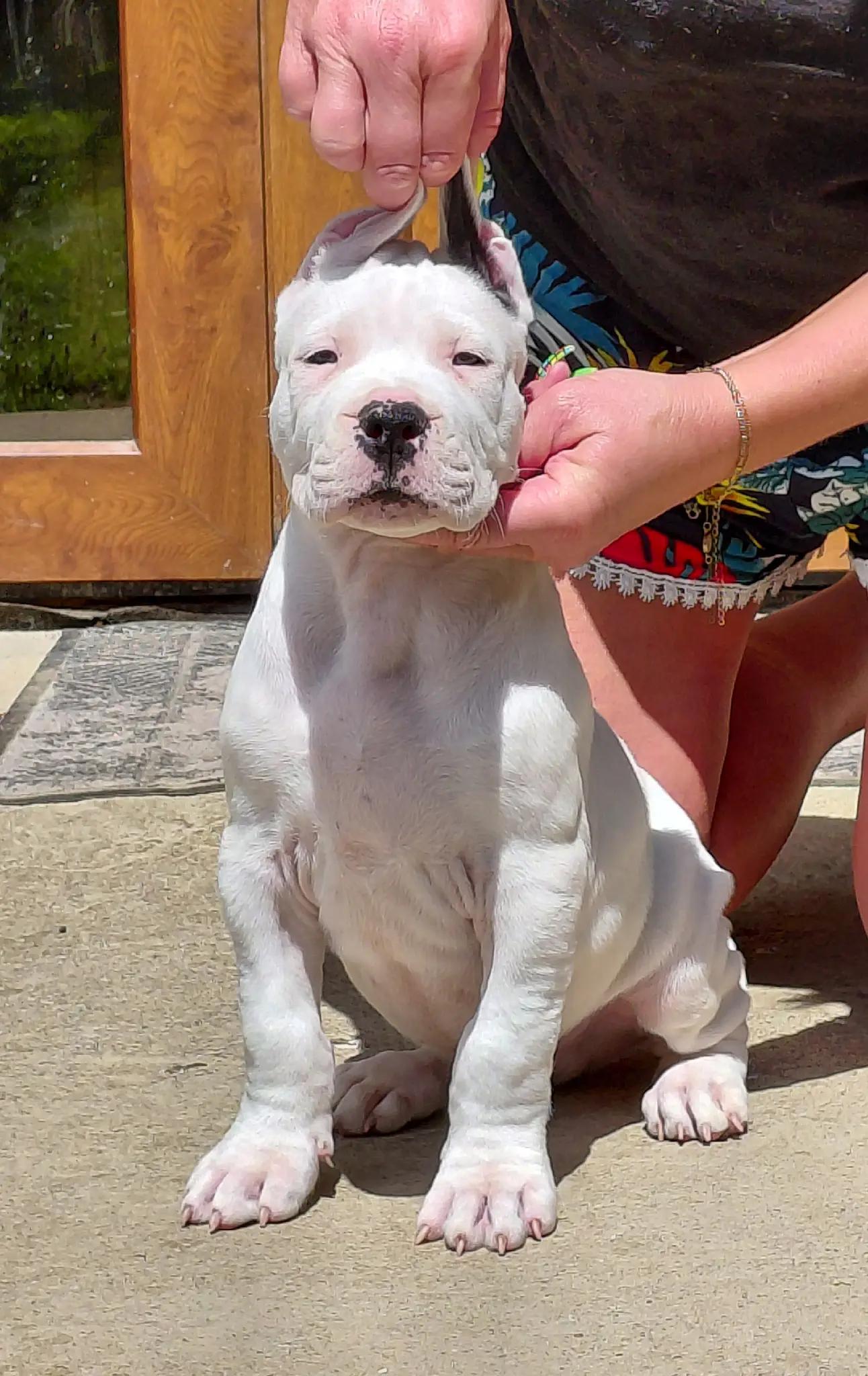 @Viola Trojan Dogo Argentino