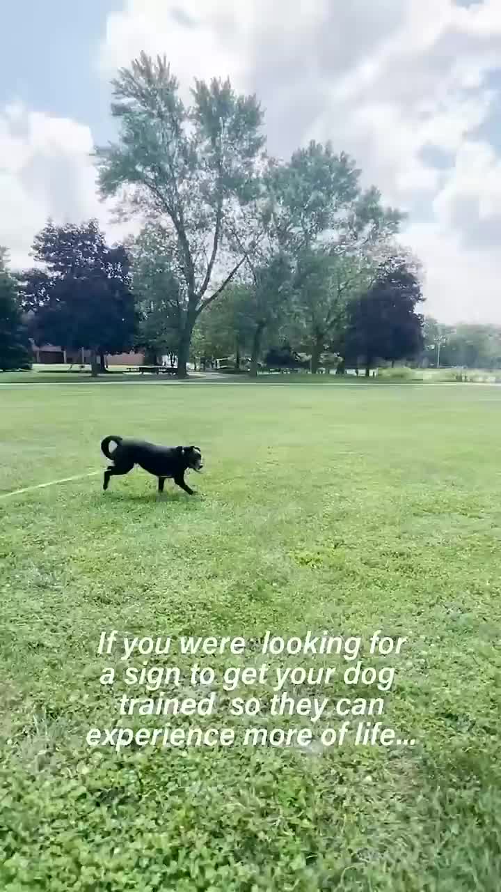 @Miracle K9 Training