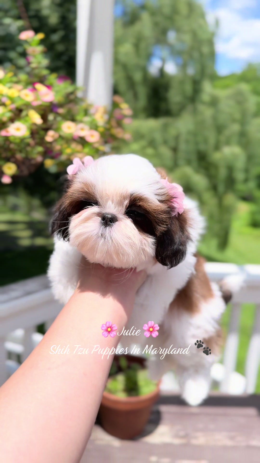 @Shih Tzu Puppies in Maryland