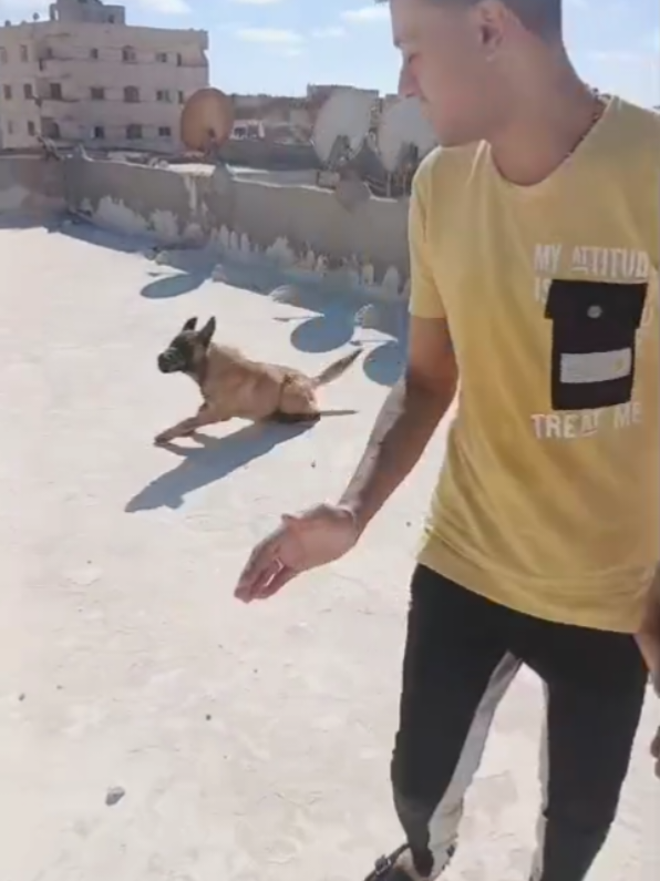 @تيتو بندق