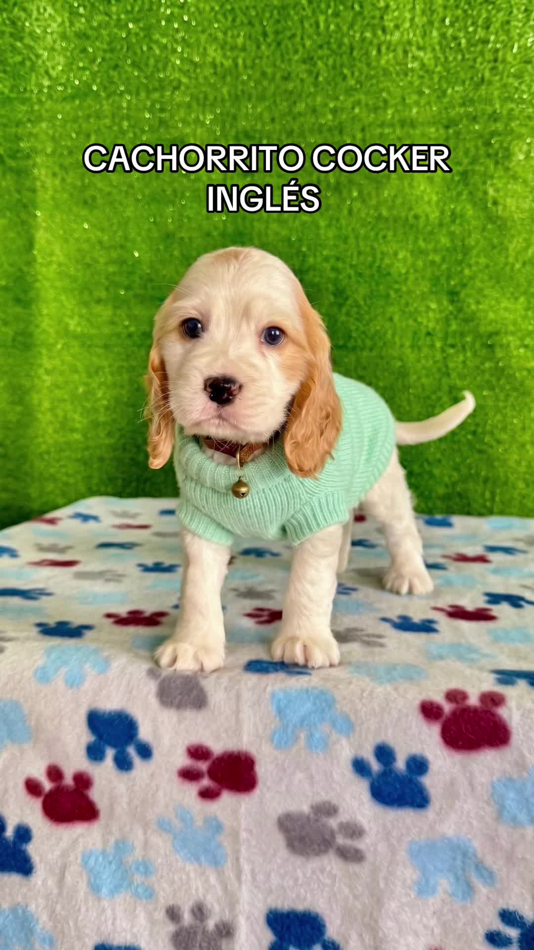 @Super Pet Ecuador 🇪🇨 🐶