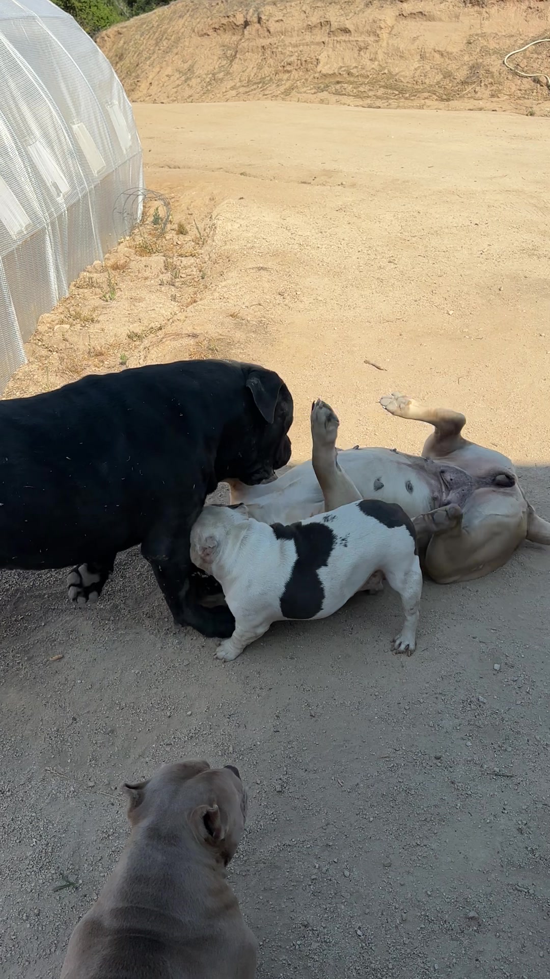 @Bigfoot Boerboels