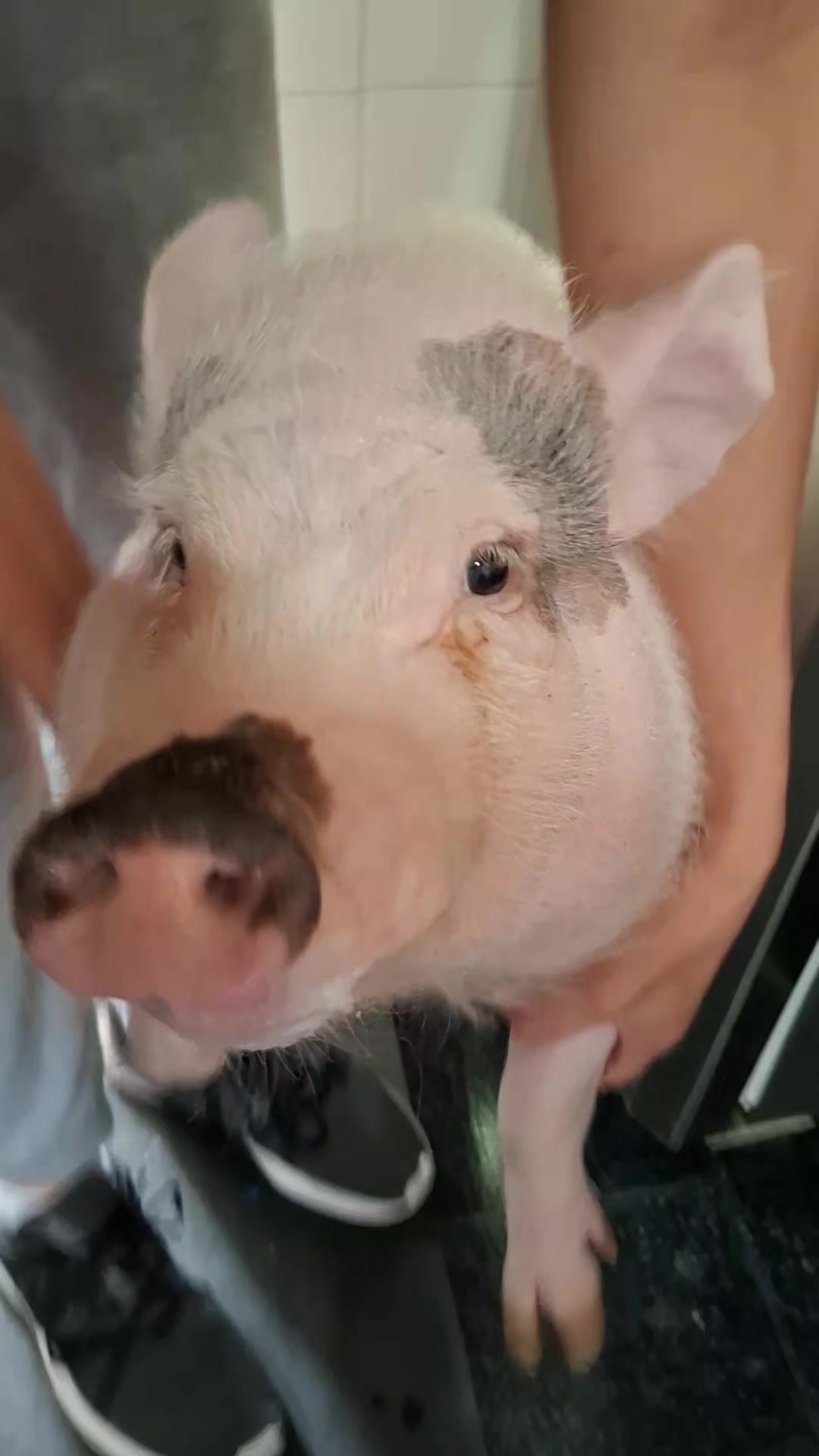 @🐷Ibi.pig🐷
