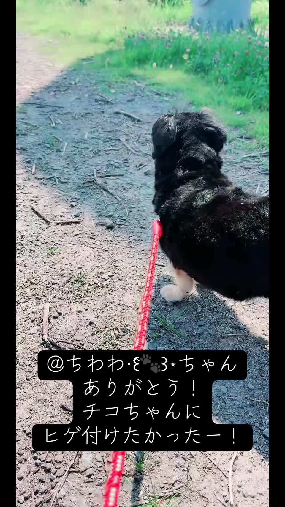 @雪国のシーナ